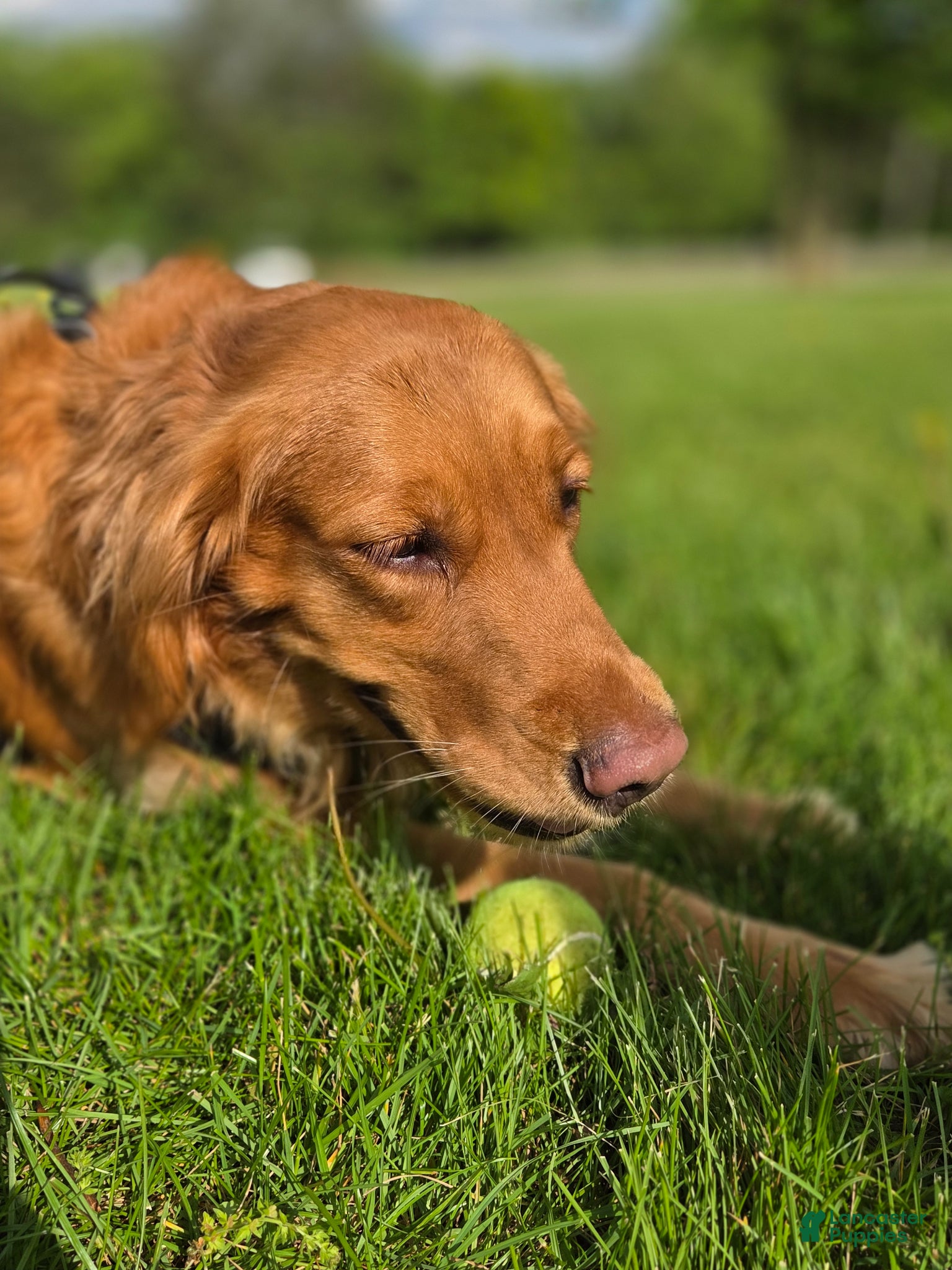 Golden Retriever dogs Kevin - Ad 2