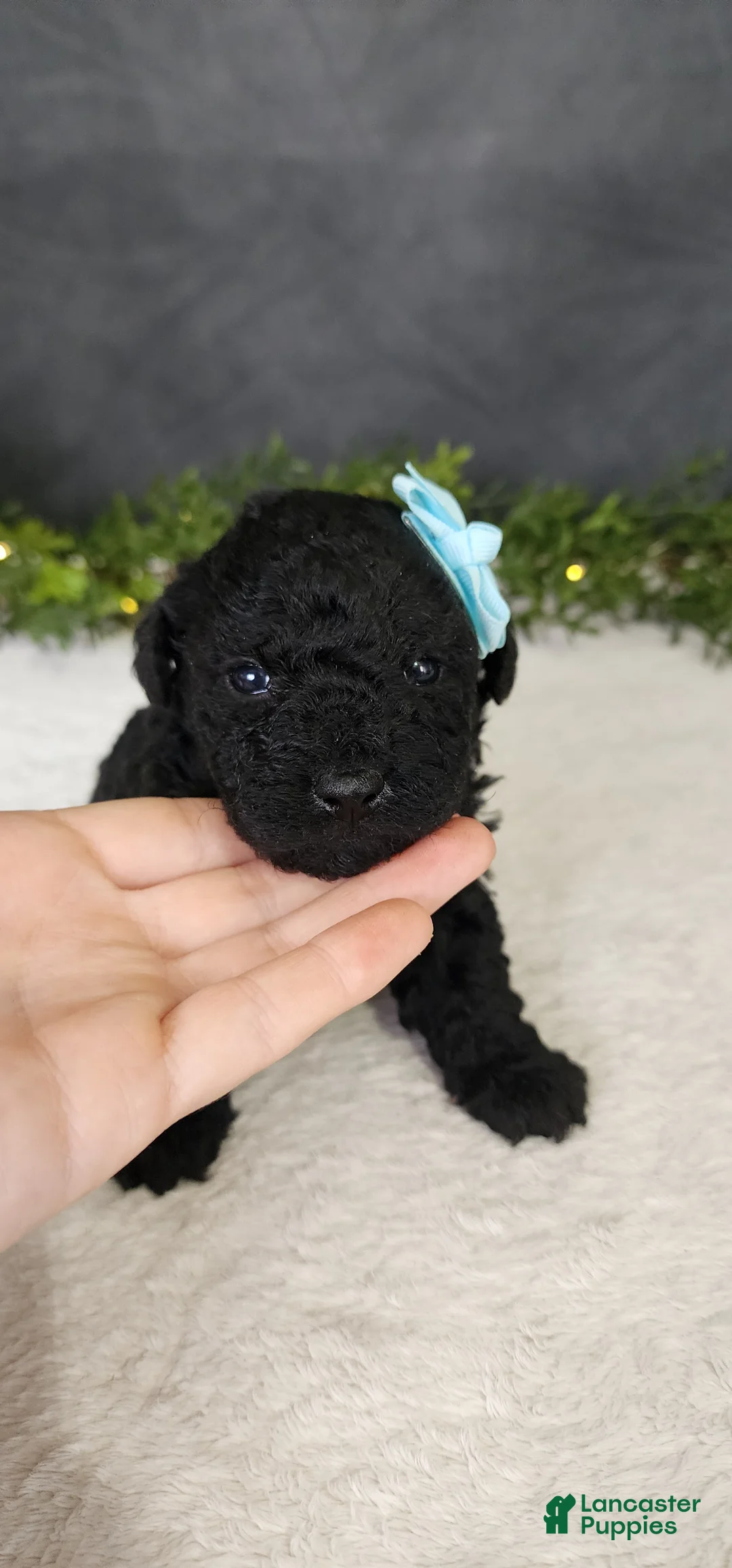 Miniature Poodle dogs for sale: Milo - Ad 2