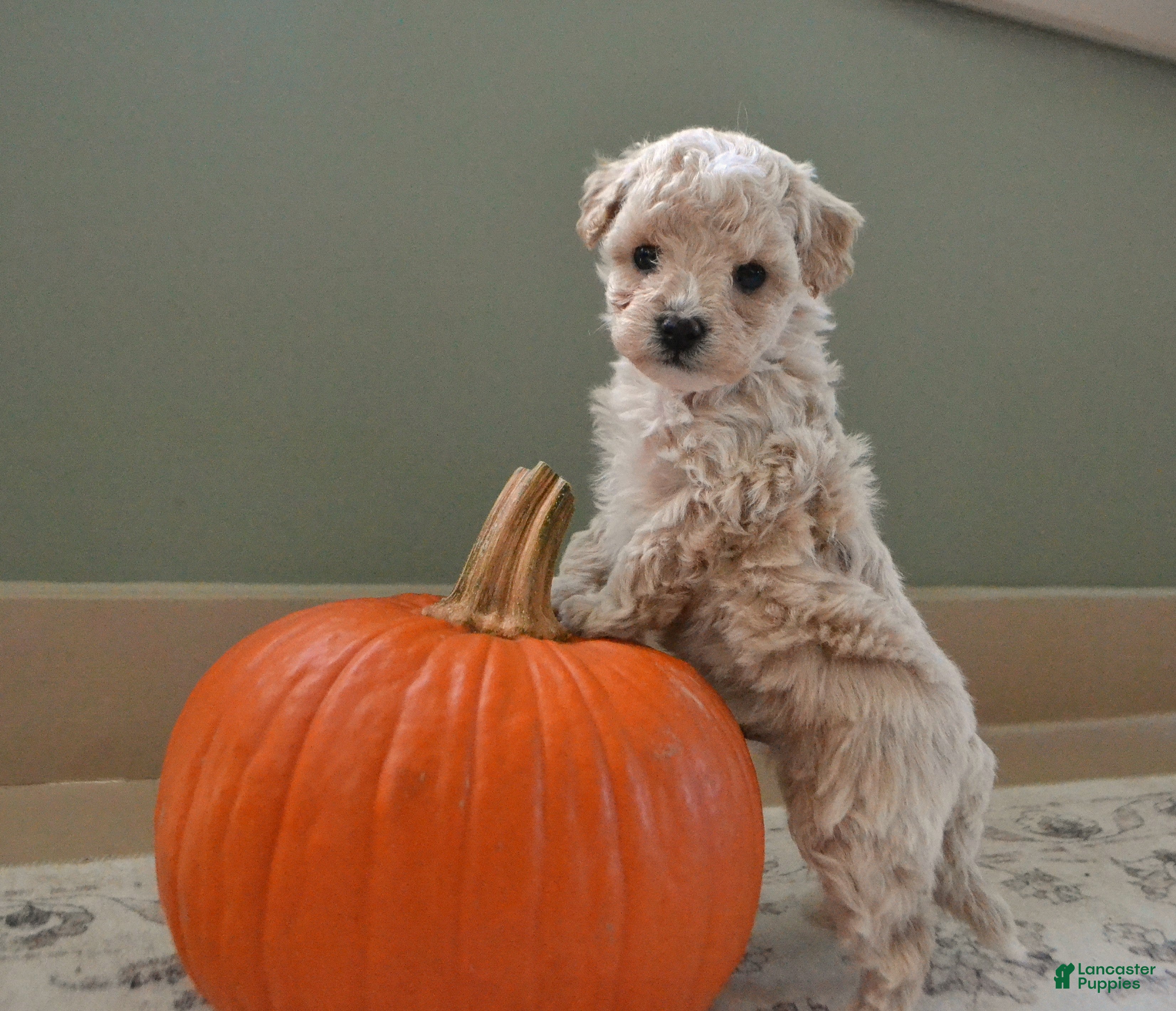 Maltipoo dogs Forrest - Ad 1
