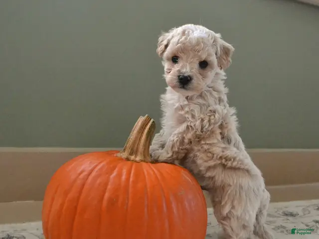 Maltipoo dogs for sale: Forrest - Ad 1
