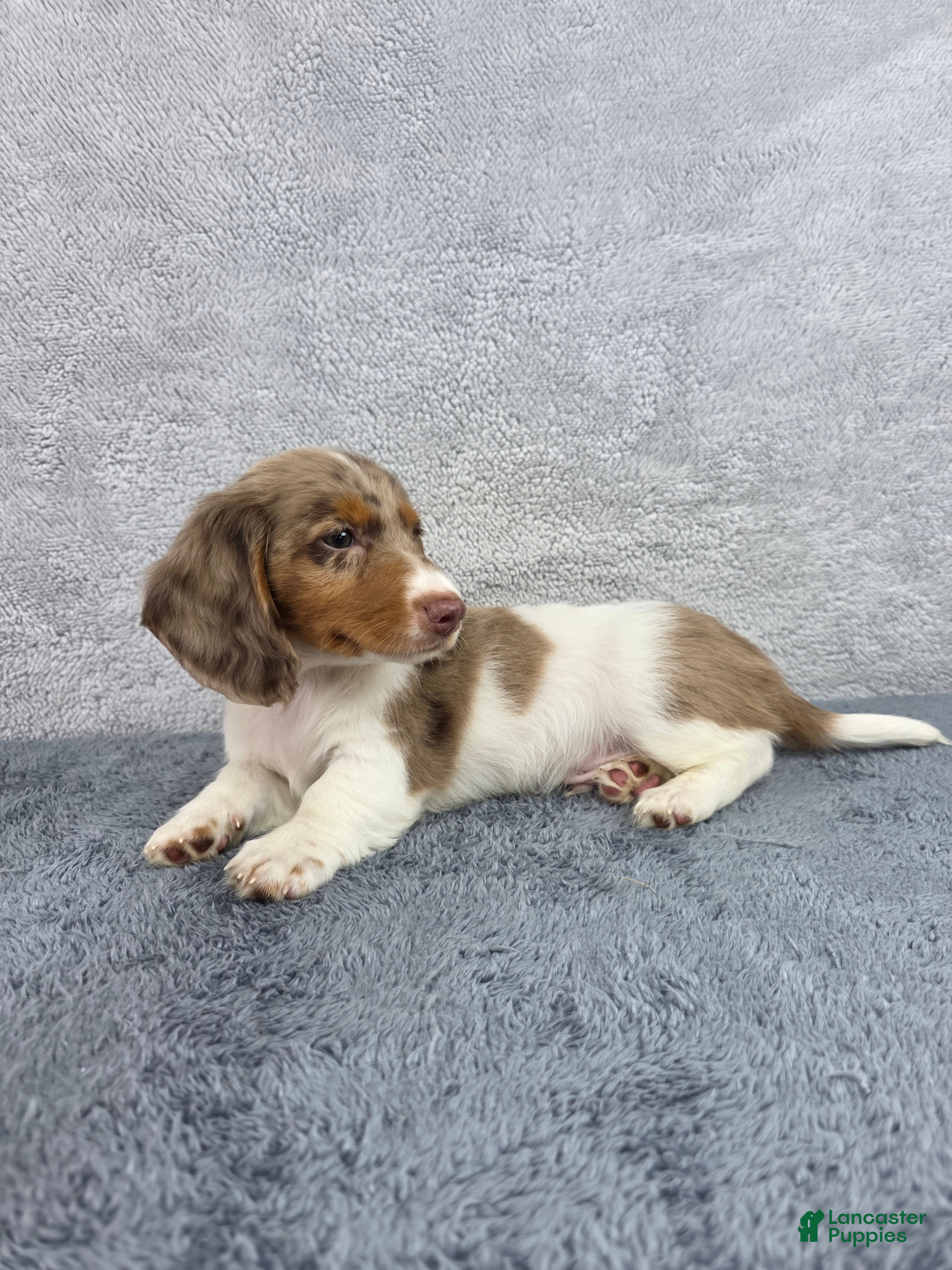 Miniature Dachshund dogs Jasper - Ad 1