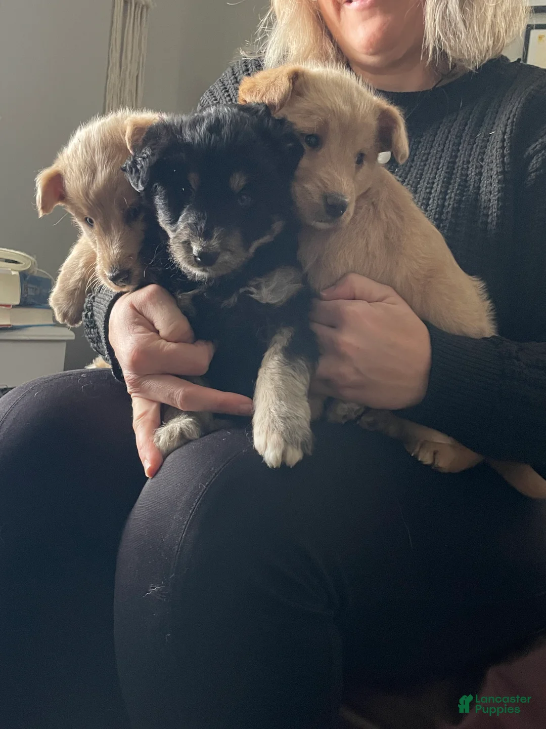 Mixed Breed dogs for sale: Charlotte Brontë  - Ad 5
