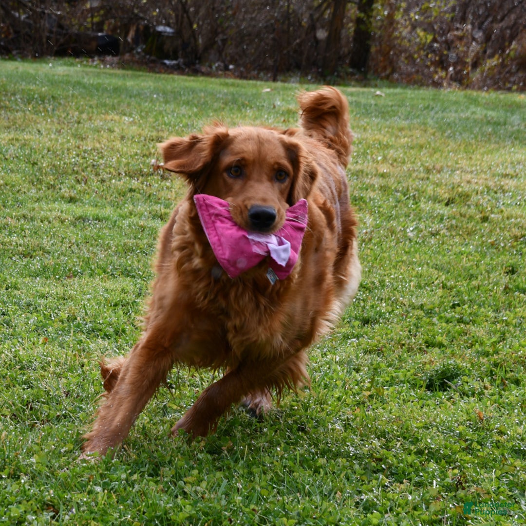 Golden Retriever dogs for sale: Royal King - Ad 6