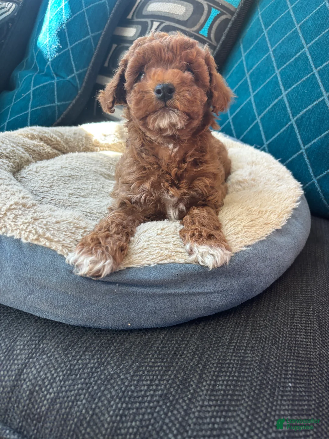 Miniature Poodle dogs for sale: Stella - Ad 2