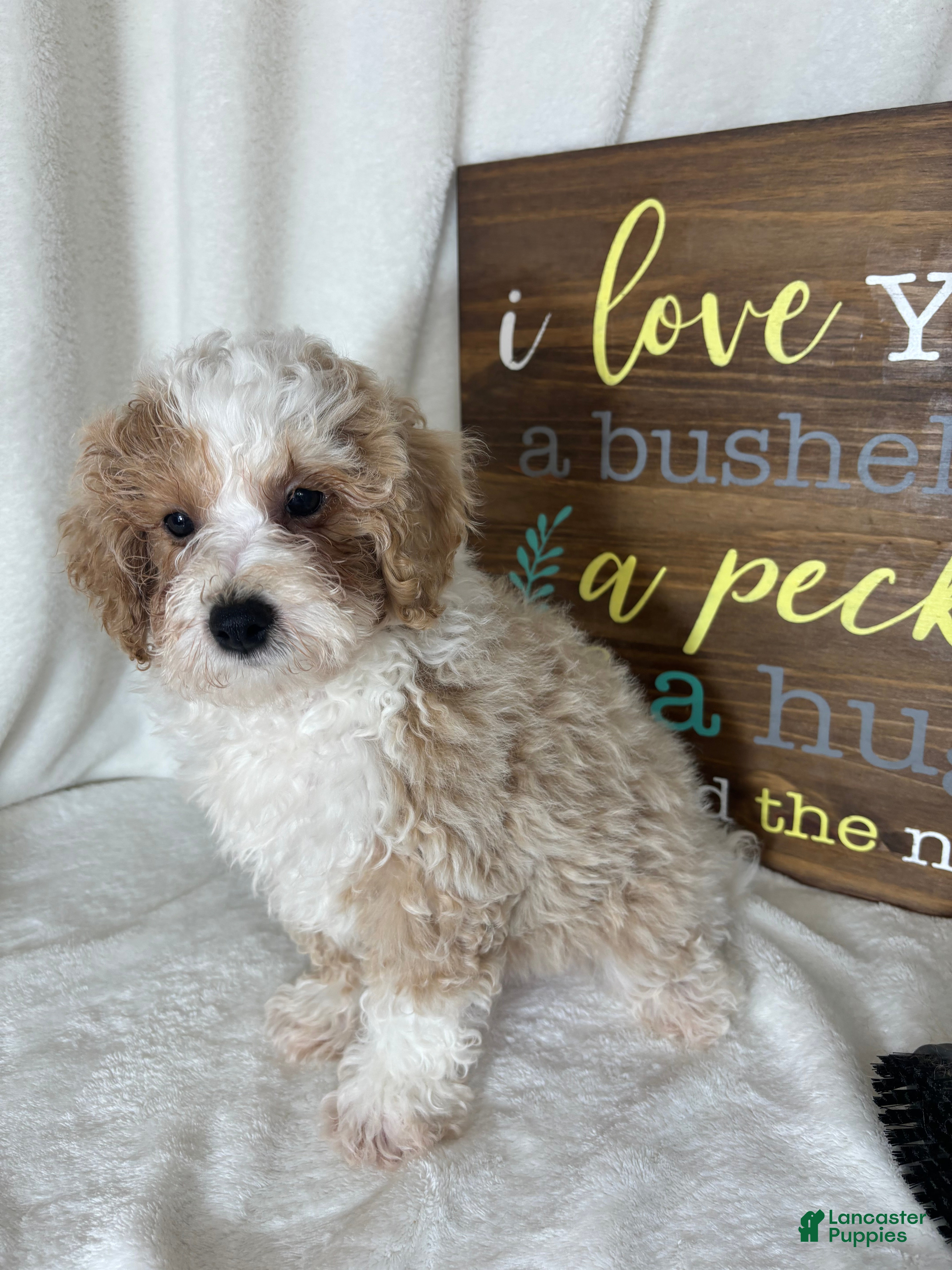 Bernedoodle dogs Benard - Ad 39