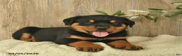 Rottweiler dogs for sale: Leo  - Ad 5
