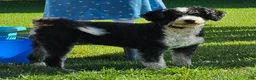 Mini Bernedoodle dogs for sale: Conner - Ad 8