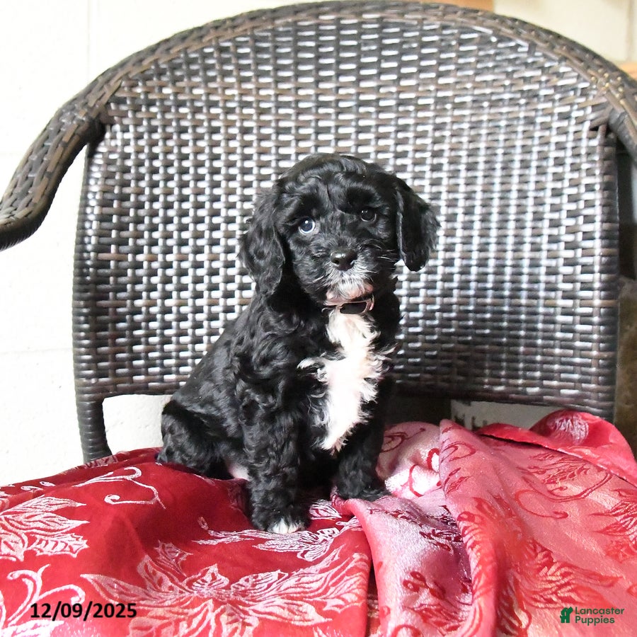 Cockapoo dogs Milo - Ad 31