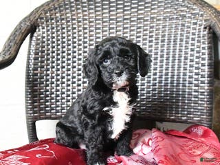 Cockapoo dogs Milo - Ad 22