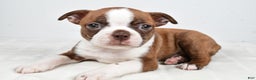 Boston Terrier dogs for sale: Lonnie - Ad 7