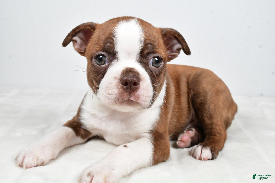 Boston Terrier dogs for sale: Lonnie - Ad 7