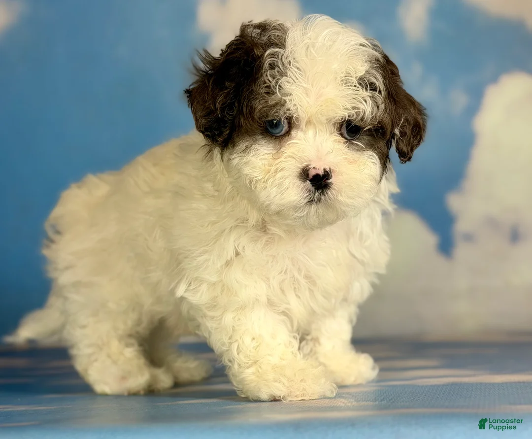 Shihpoo dogs for sale: Blue eyed Jack - Ad 4