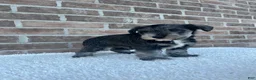 Miniature Schnauzer dogs for sale: Sandy - Ad 5