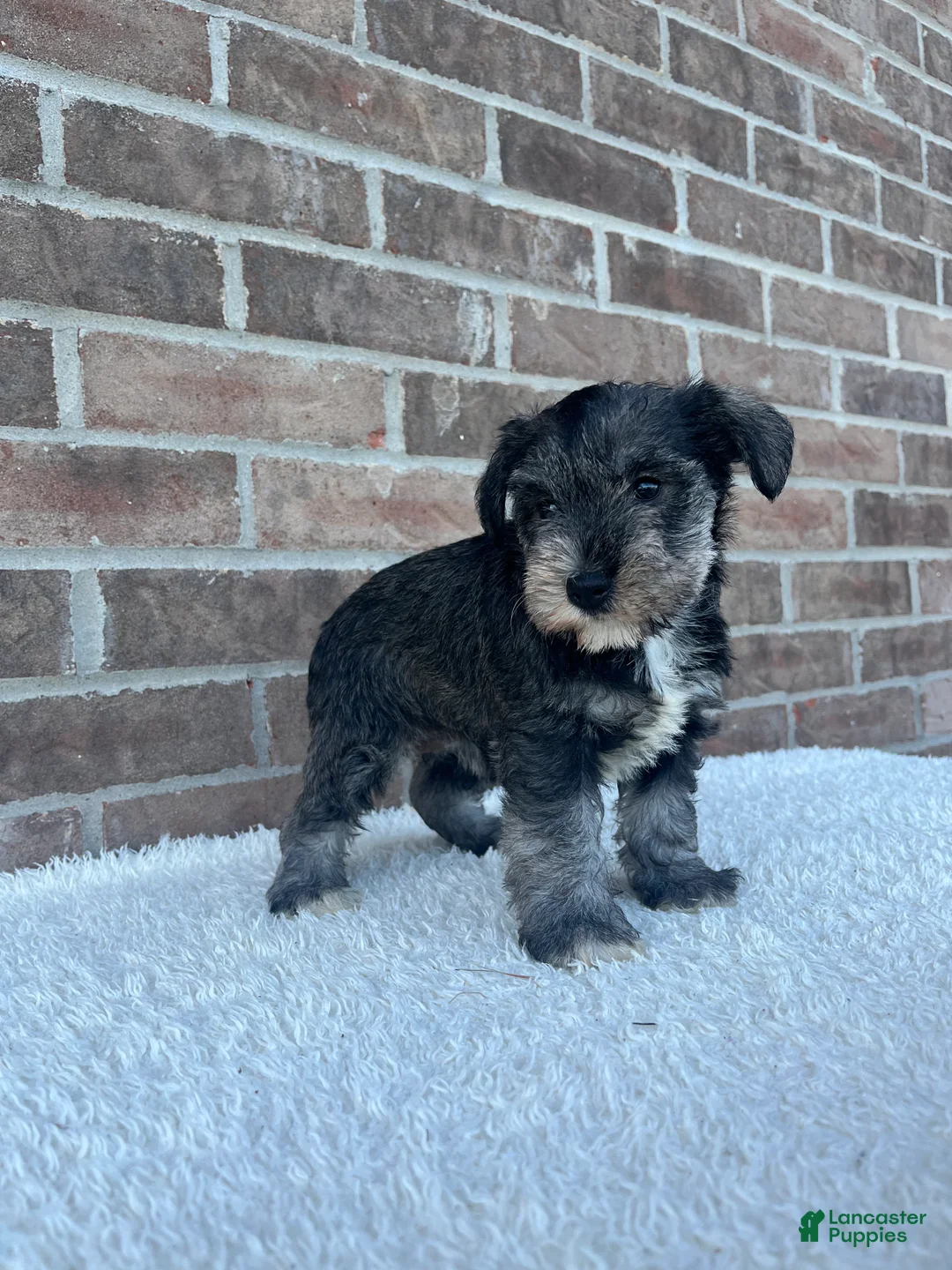 Miniature Schnauzer dogs for sale: Sandy - Ad 5