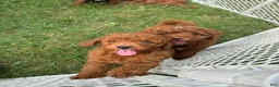 Cockapoo dogs for sale: Glacier  - Ad 4