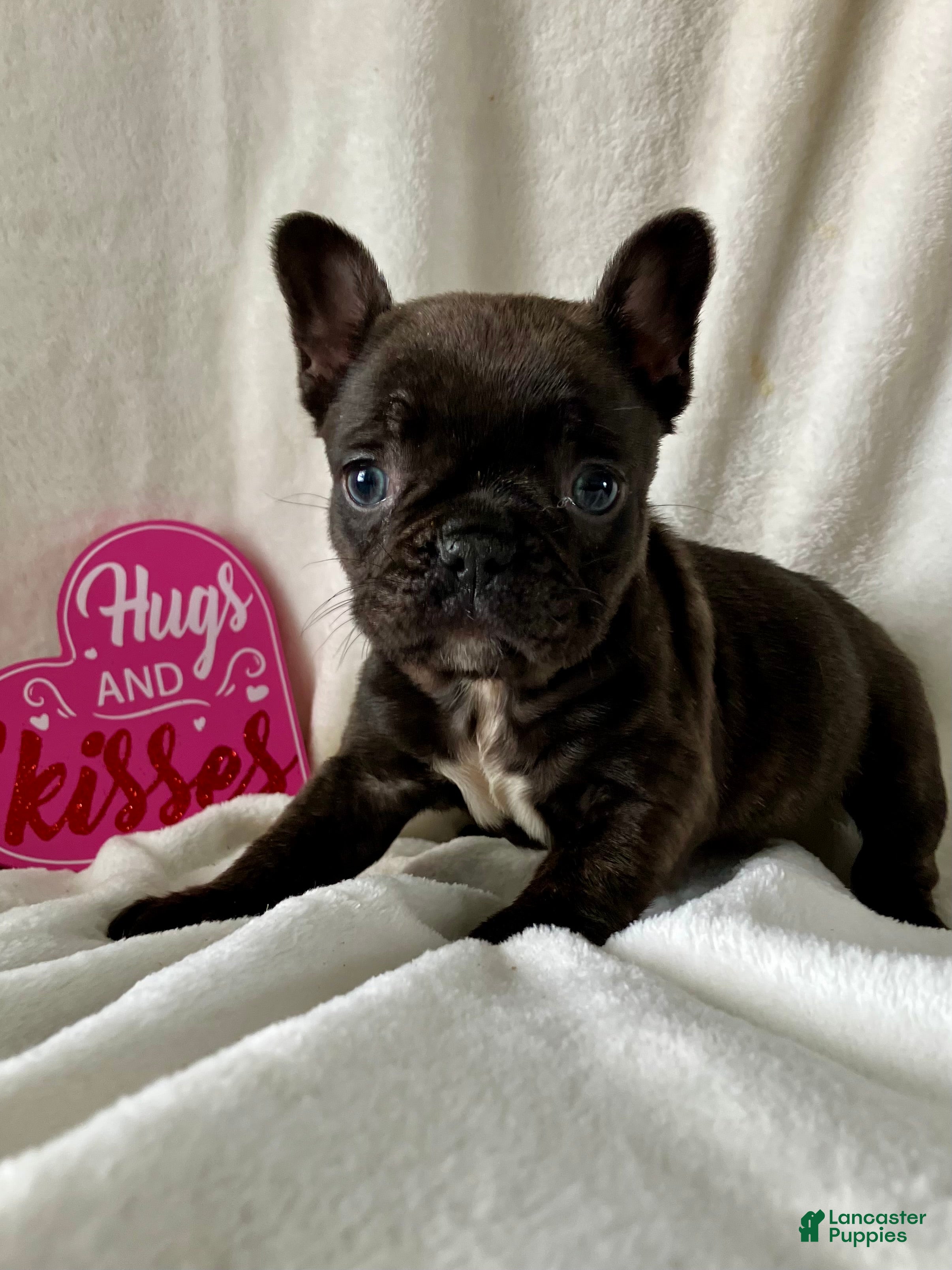French Bulldog dogs Paisley - Ad 34