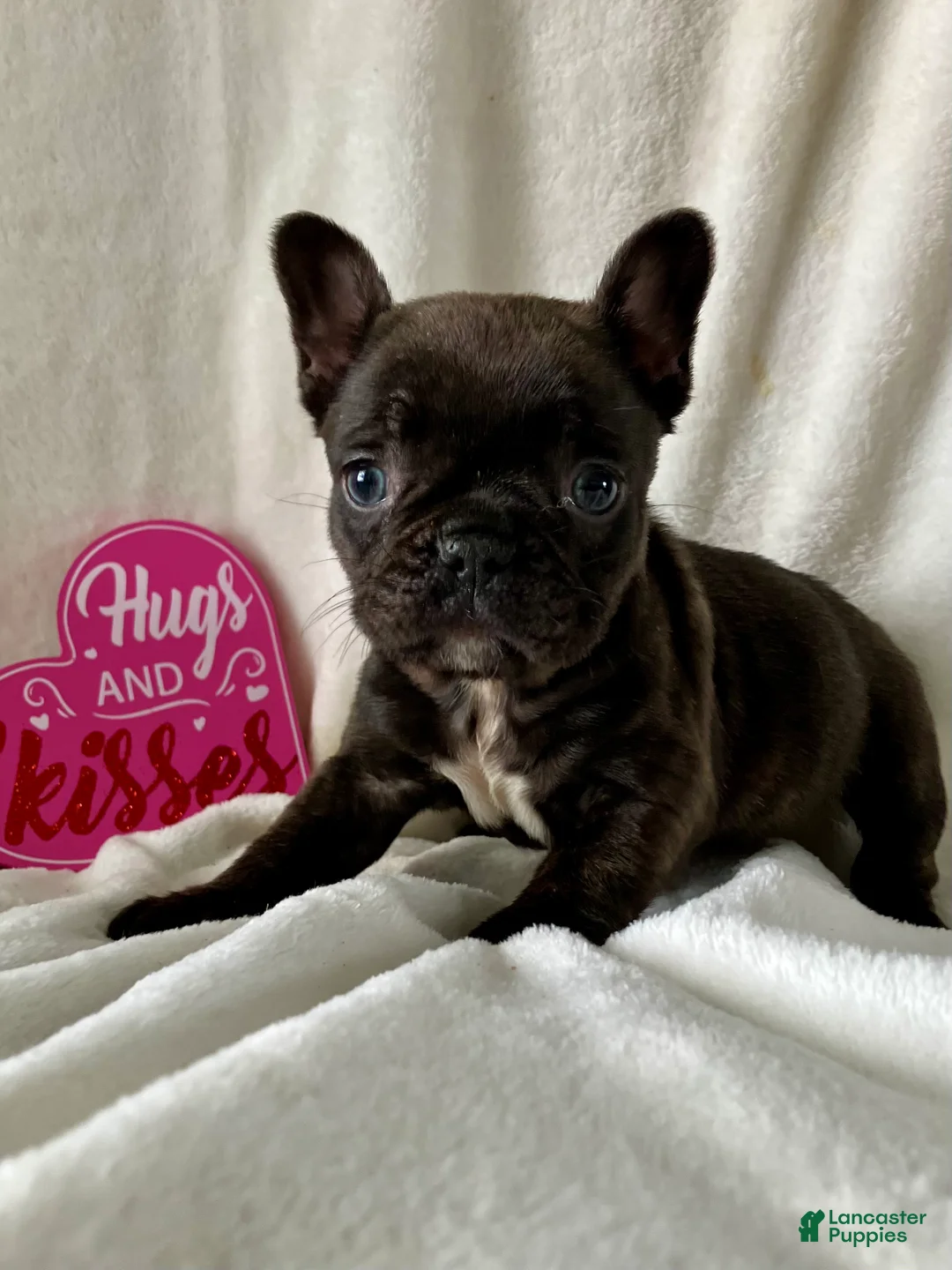 French Bulldog dogs for sale: Paisley - Ad 1
