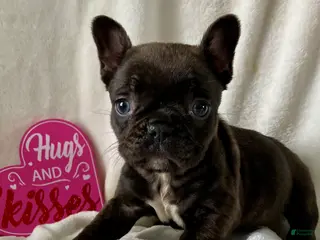 French Bulldog dogs Paisley - Ad 34