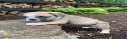 Mixed Breed dogs for sale: Bandit - Ad 14