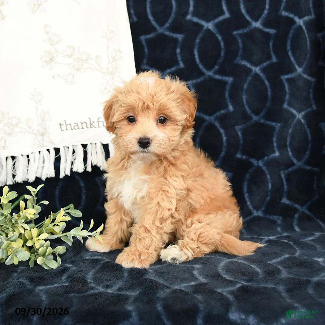 Maltipoo dogs for sale: Luke - Ad 2