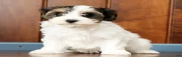 Yorkiepoo dogs for sale: Becca - Ad 1