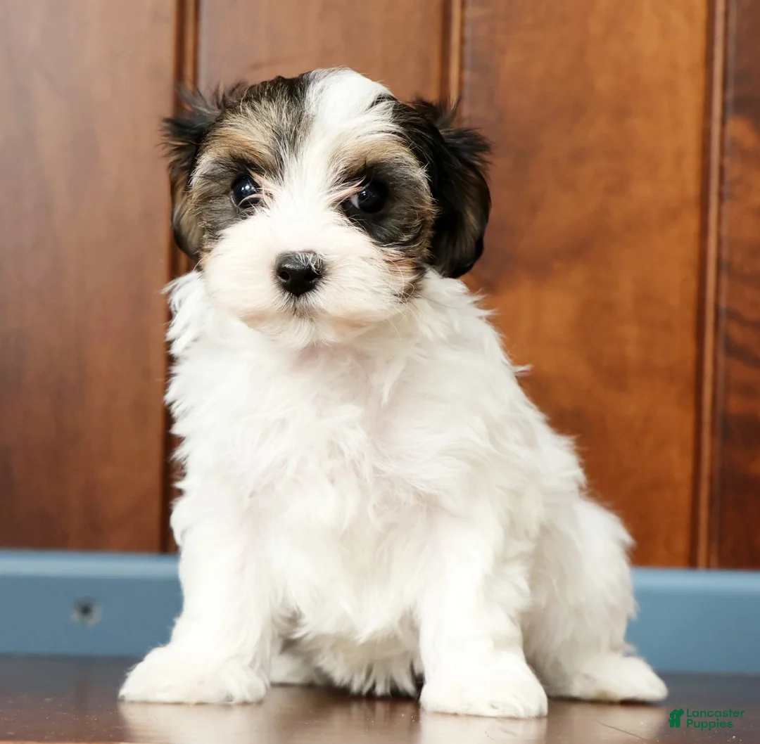 Yorkiepoo dogs for sale: Becca - Ad 1