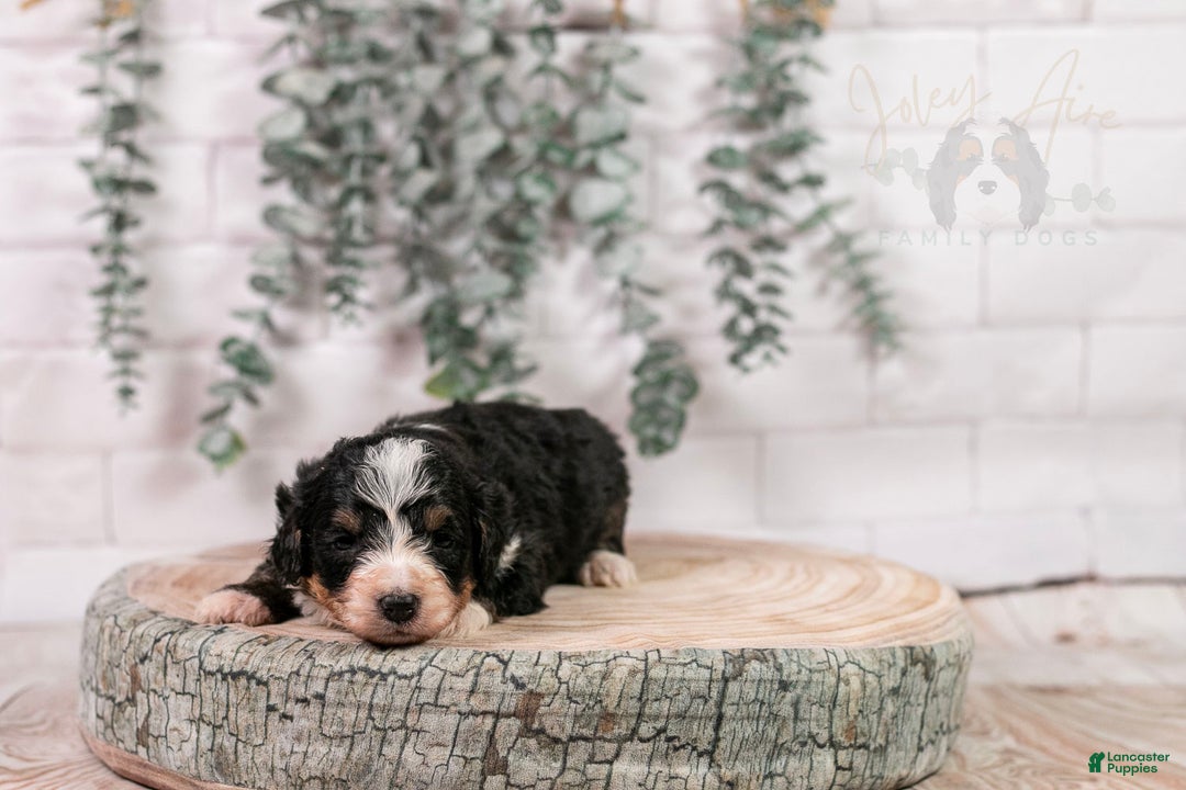 Bernedoodle dogs for sale: HalfPipe - Ad 7