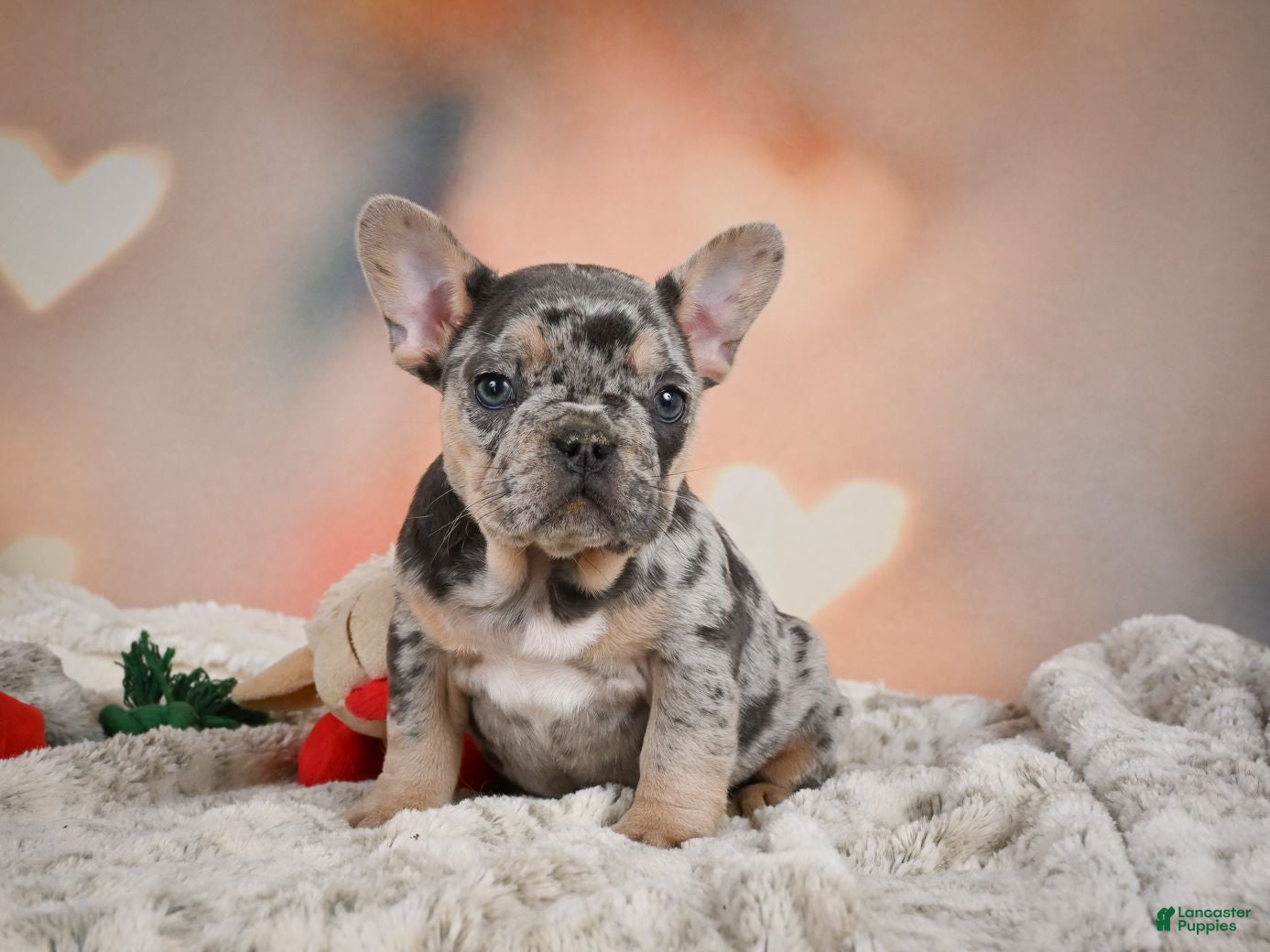 French Bulldog dogs Amy - Ad 1