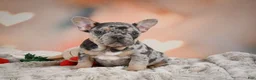French Bulldog dogs for sale: Amy - Ad 1