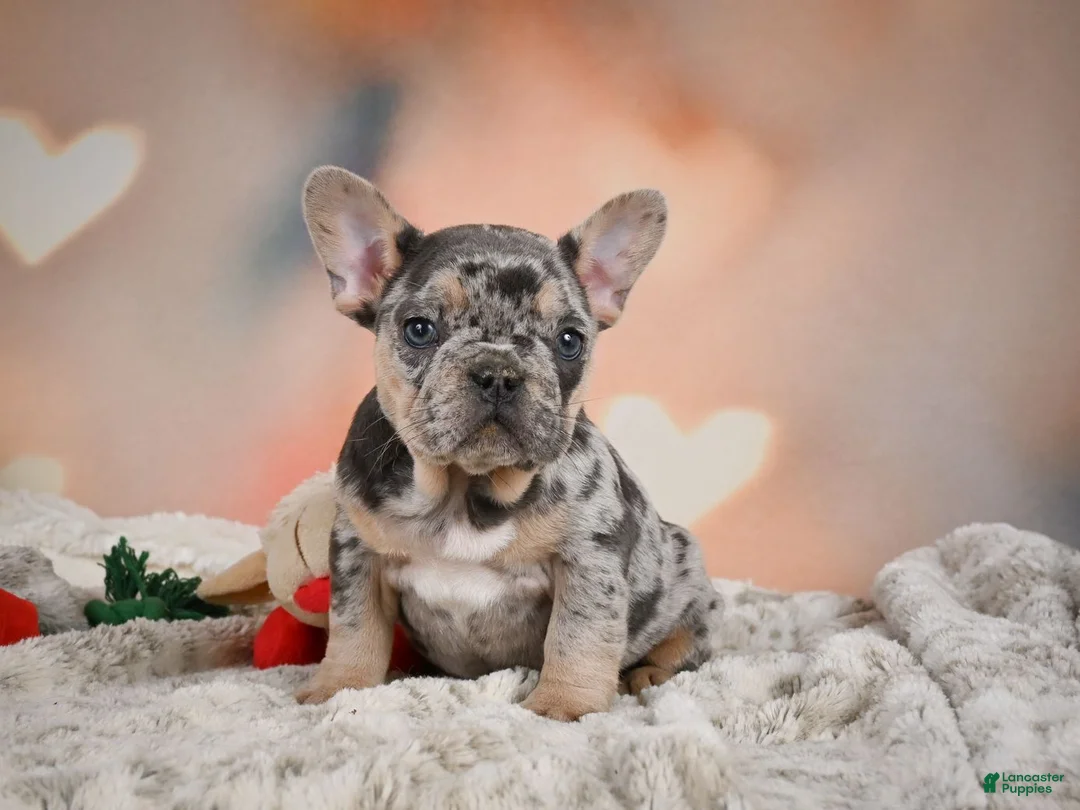 French Bulldog dogs for sale: Amy - Ad 1