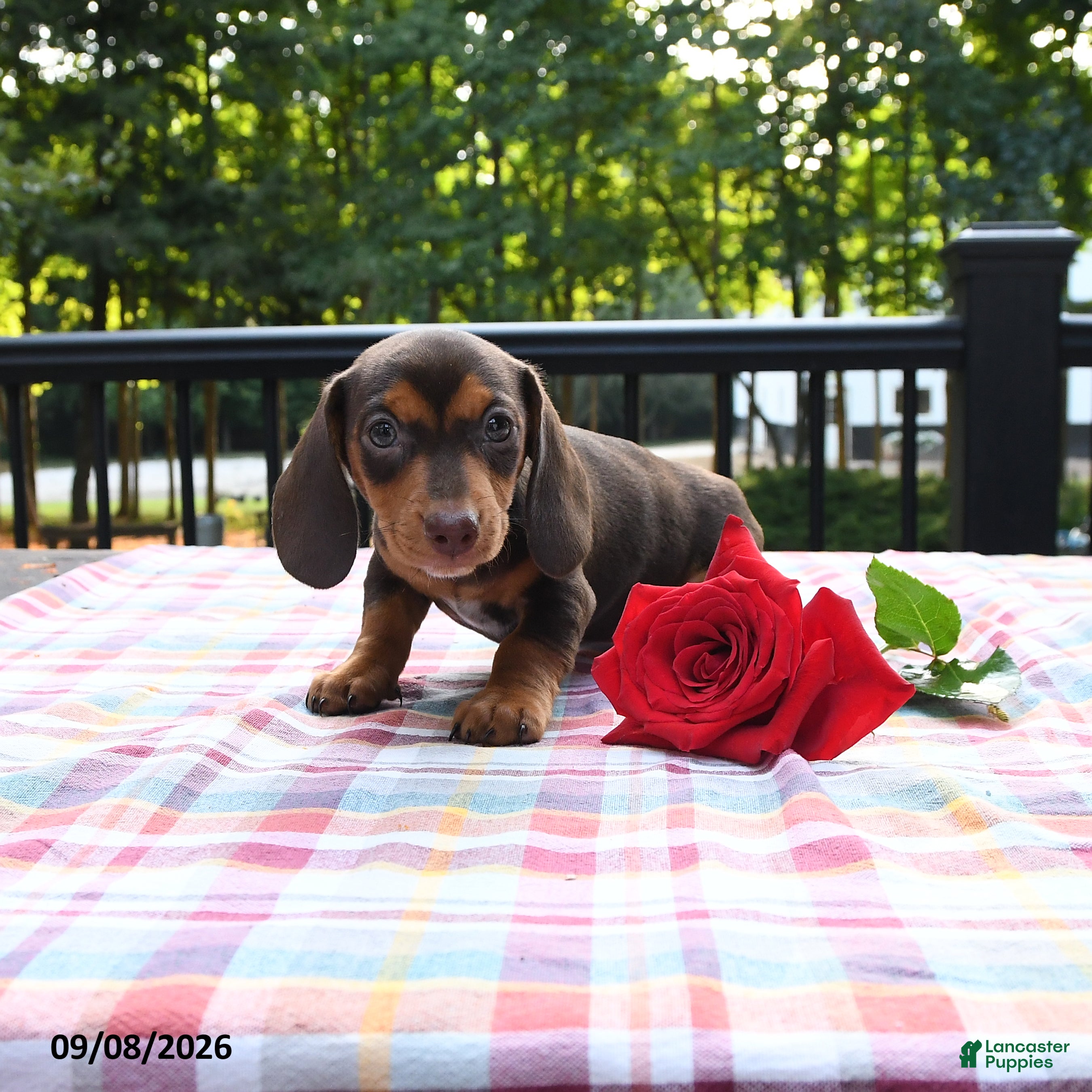 Miniature Dachshund dogs for sale: Sophie - Ad 2