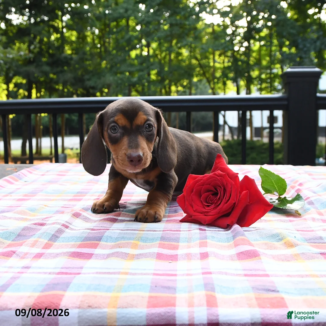 Miniature Dachshund dogs for sale: Sophie - Ad 1