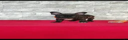 Frenchton dogs for sale: Brady - Ad 3
