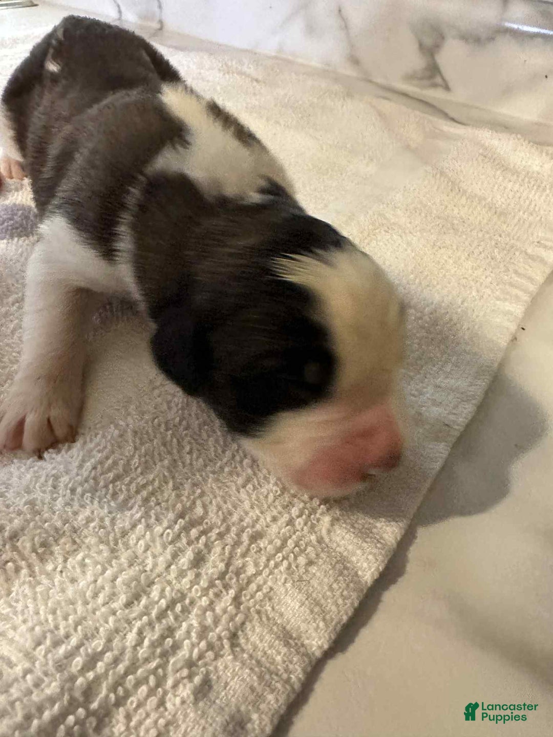 Saint Bernard dogs for sale: Puppy 12 - Ad 2