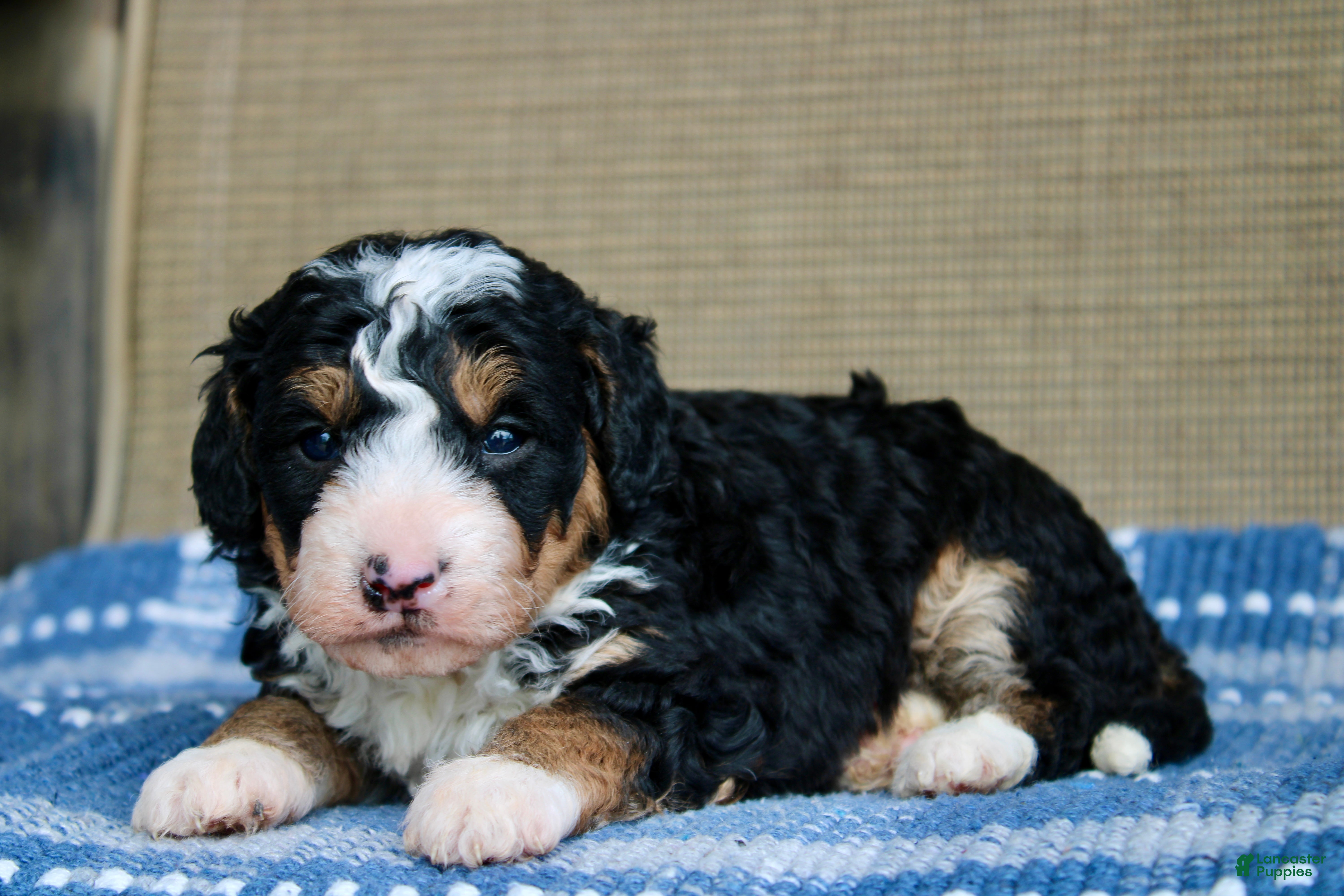 Mini Bernedoodle dogs Ranger  - Ad 2