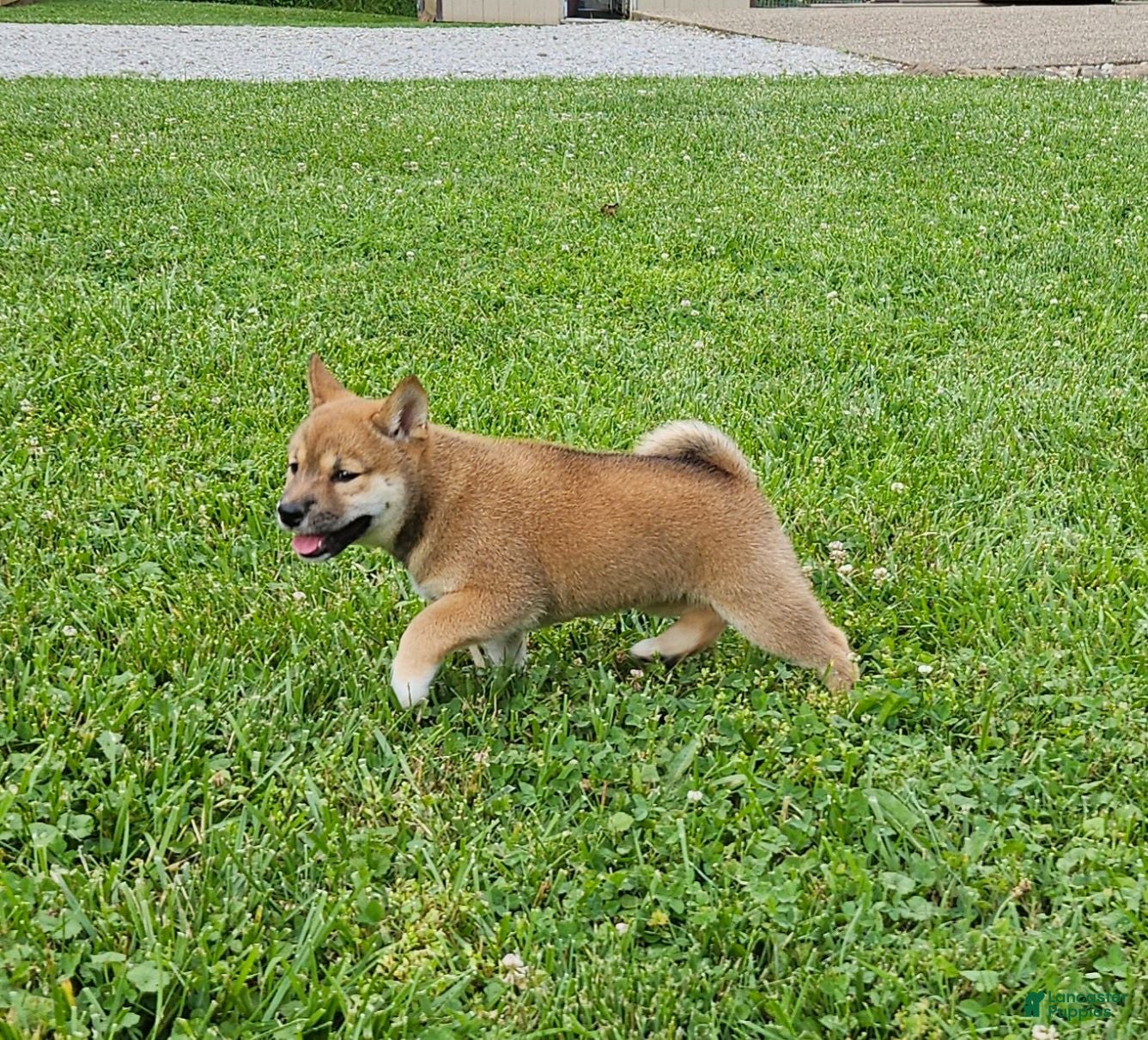 Shiba Inu dogs Ginger - Ad 2