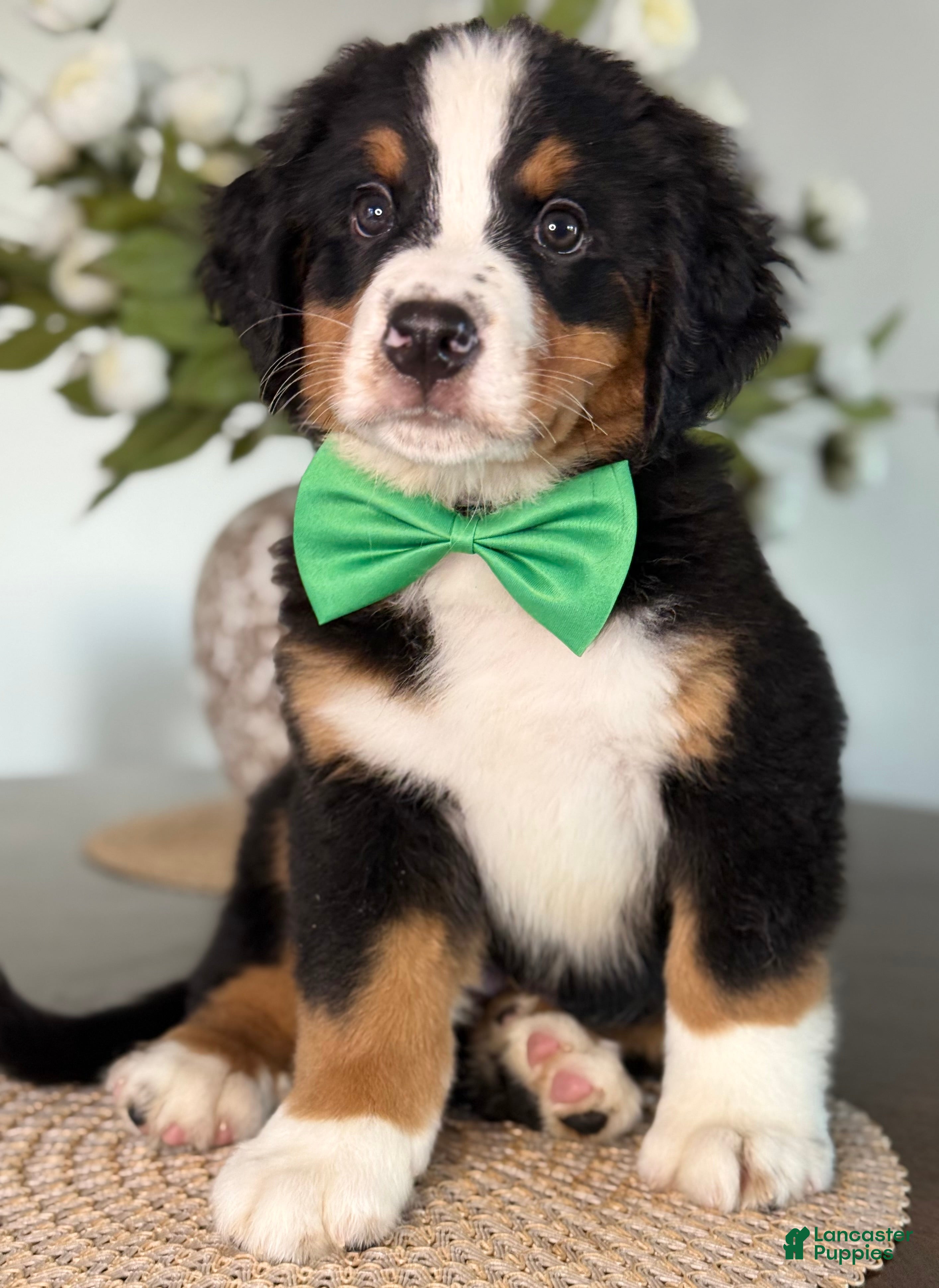 Bernese Mountain Dog dogs Everest - Dark Green Boy - Ad 7