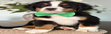Everest - Dark Green Boy
