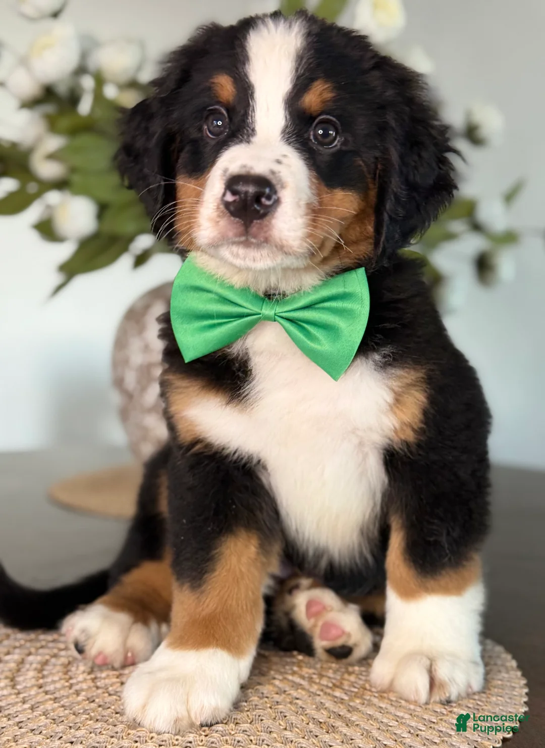 Bernese Mountain Dog dogs for sale: Everest - Dark Green Boy - Ad 1
