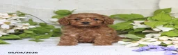 Cockapoo dogs for sale: Joy - Ad 5