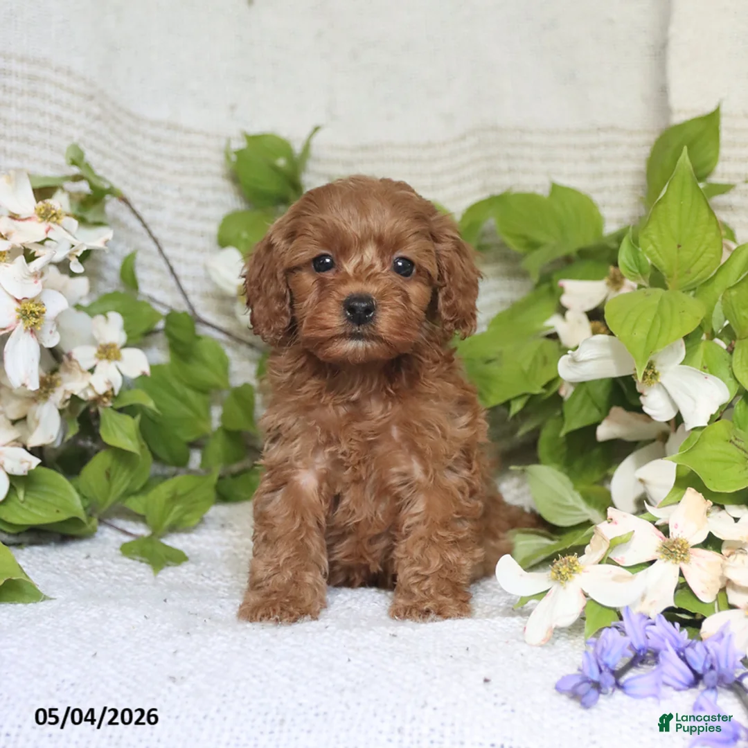 Cockapoo dogs for sale: Joy - Ad 5