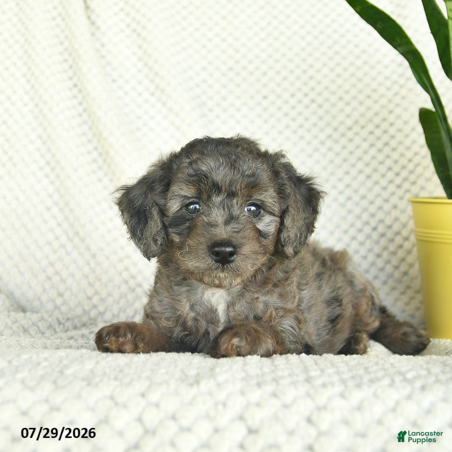 Aussiedoodle dogs Willow - Ad 2