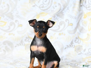 Miniature Pinscher dogs - Ad 11