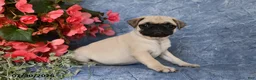 Pug dogs for sale: Briana - Ad 4