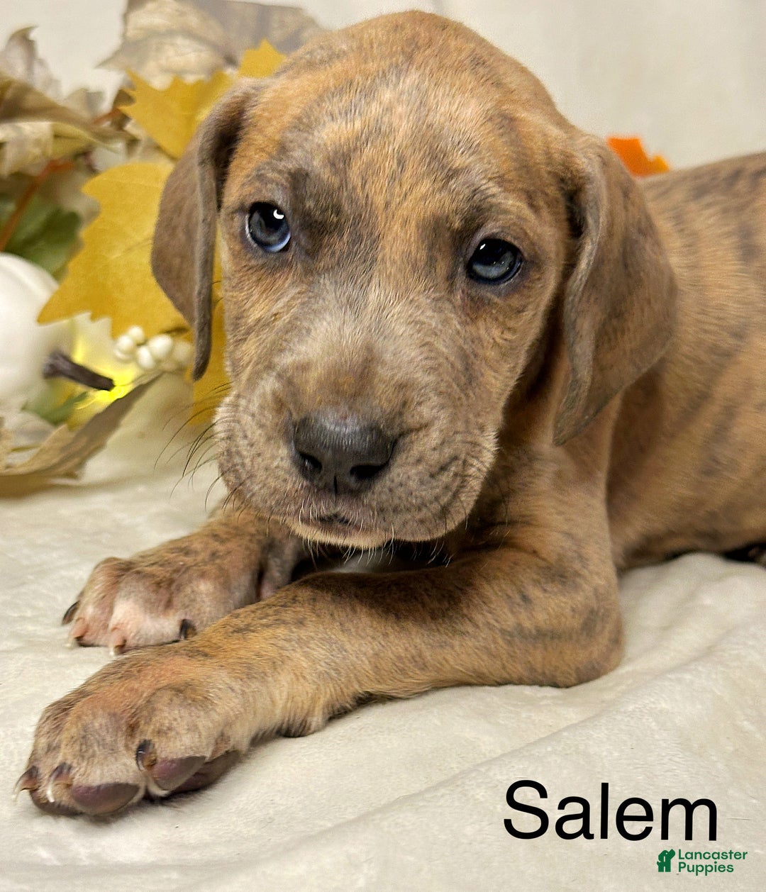 Great Dane dogs for sale: Salem - Ad 6