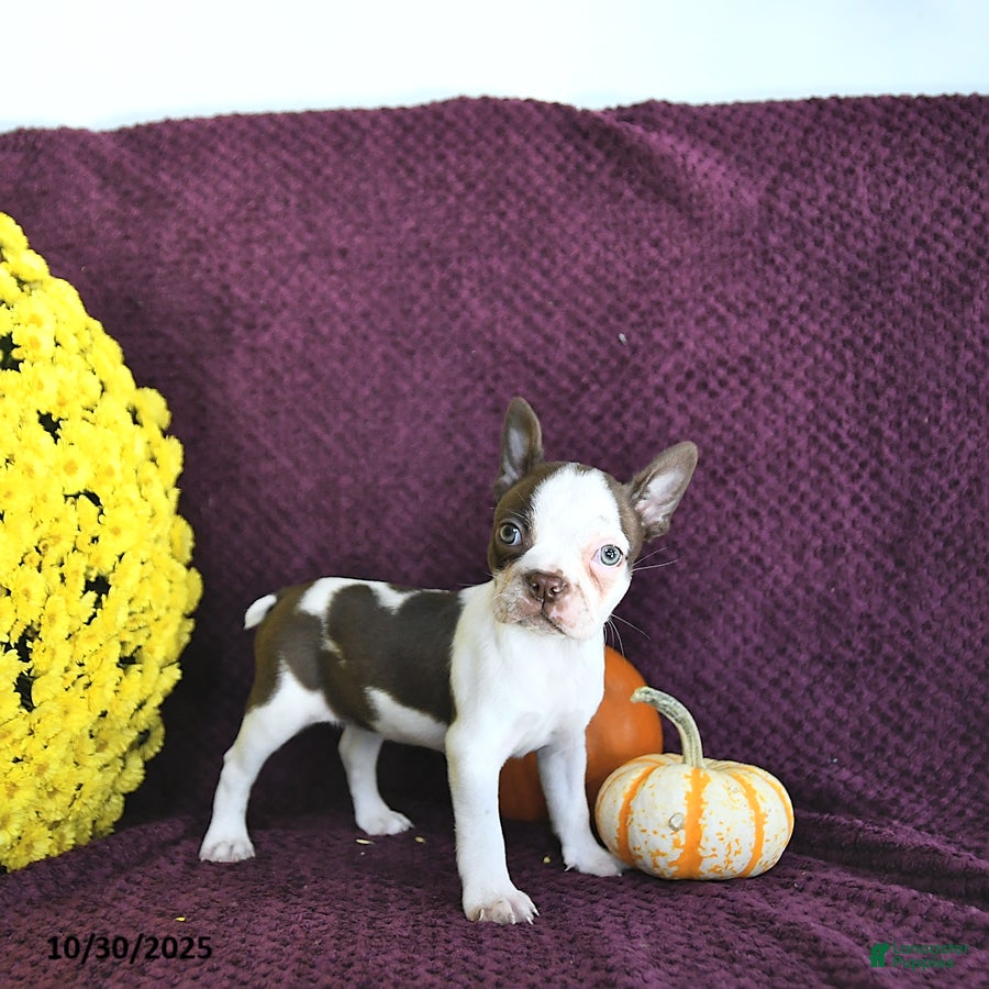 Boston Terrier Puppies for sale Lancaster Puppies