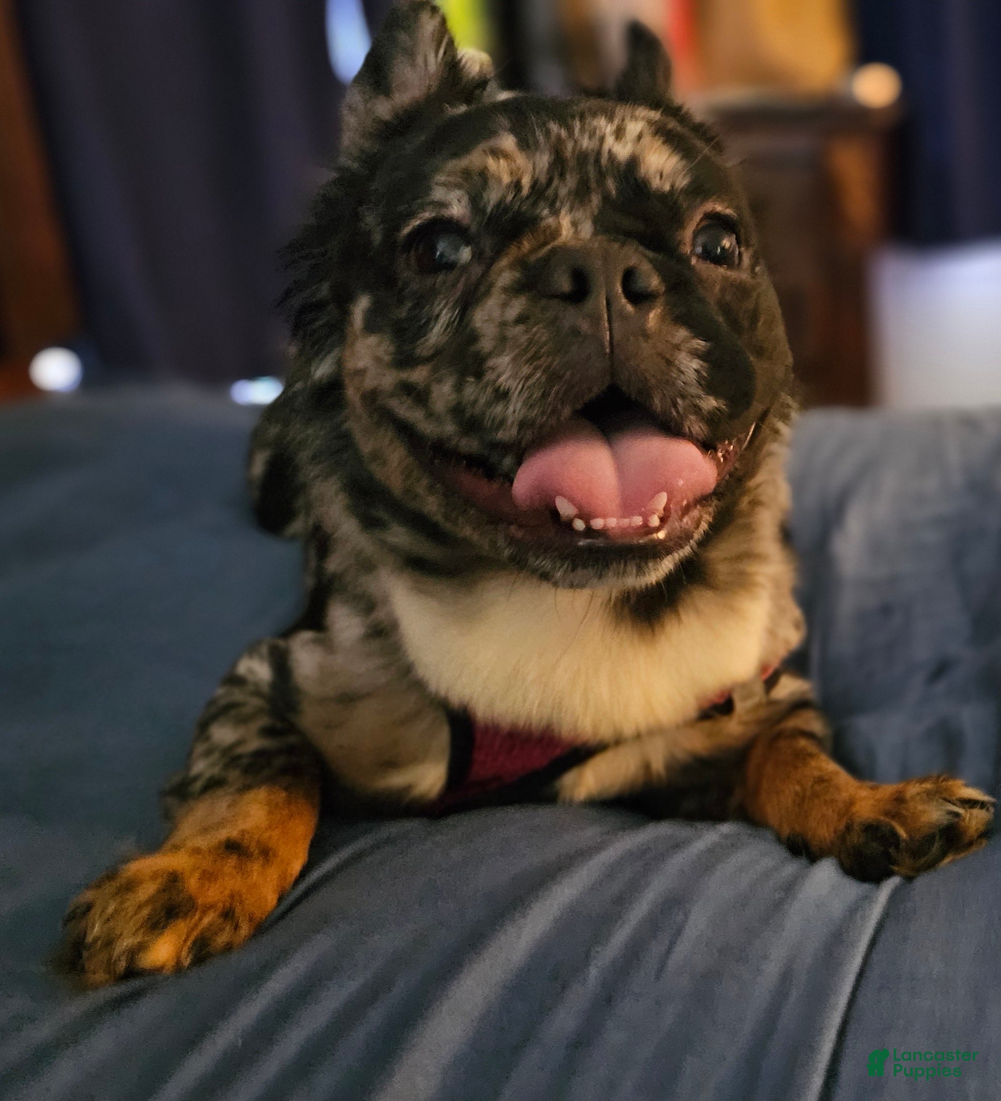 French Bulldog dogs  Rosado, The curious showstopper 🐾 - Ad 1