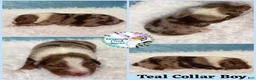 Australian Shepherd dogs for sale: Spider - Ad 6