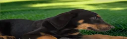 Catahoula Leopard Dog dogs for sale: Gypsie 2026 Female 3 - Ad 3