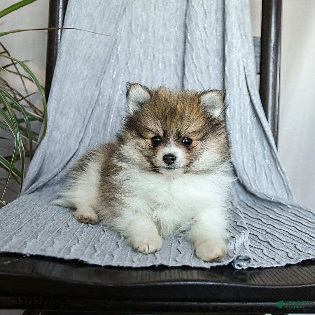 Pomeranian dogs for sale: Felix - Ad 3